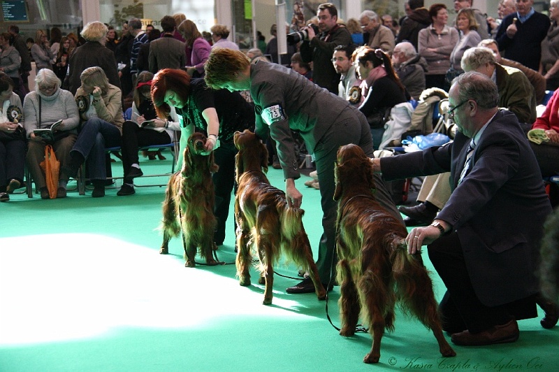 Crufts2011 674.jpg